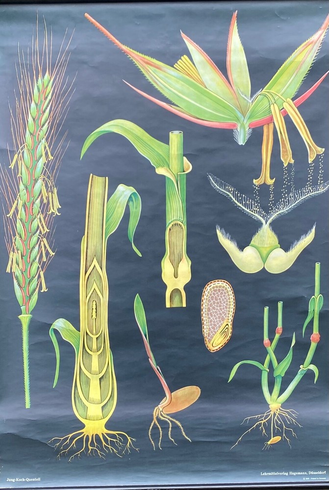 VINTAGE BOTANICAL SCHOOL PULL DOWN CHART OF A RYE PLANT