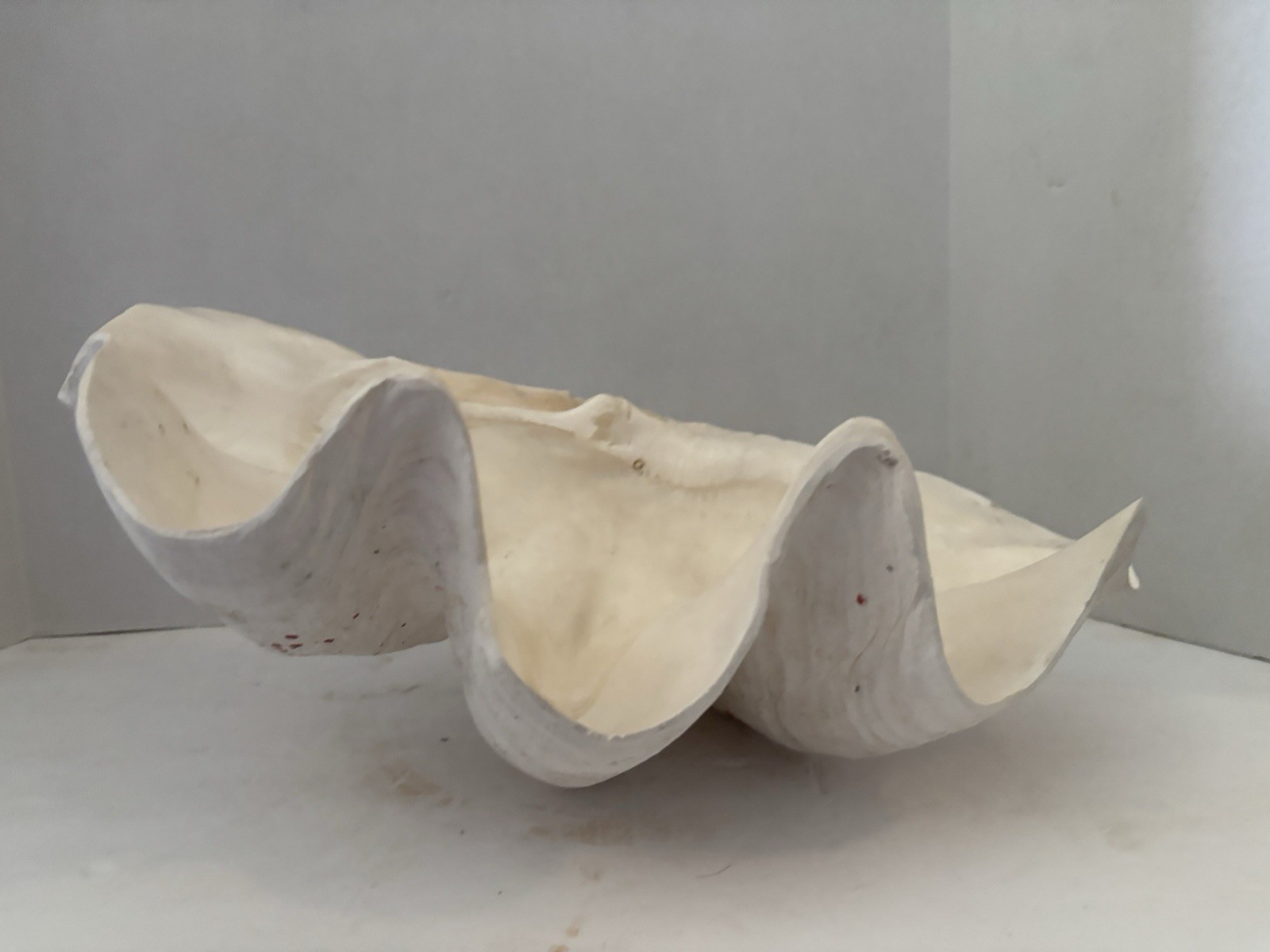 Very Rare 17” Giant Clam Shell Tridacna Gigas 17x 12x 7