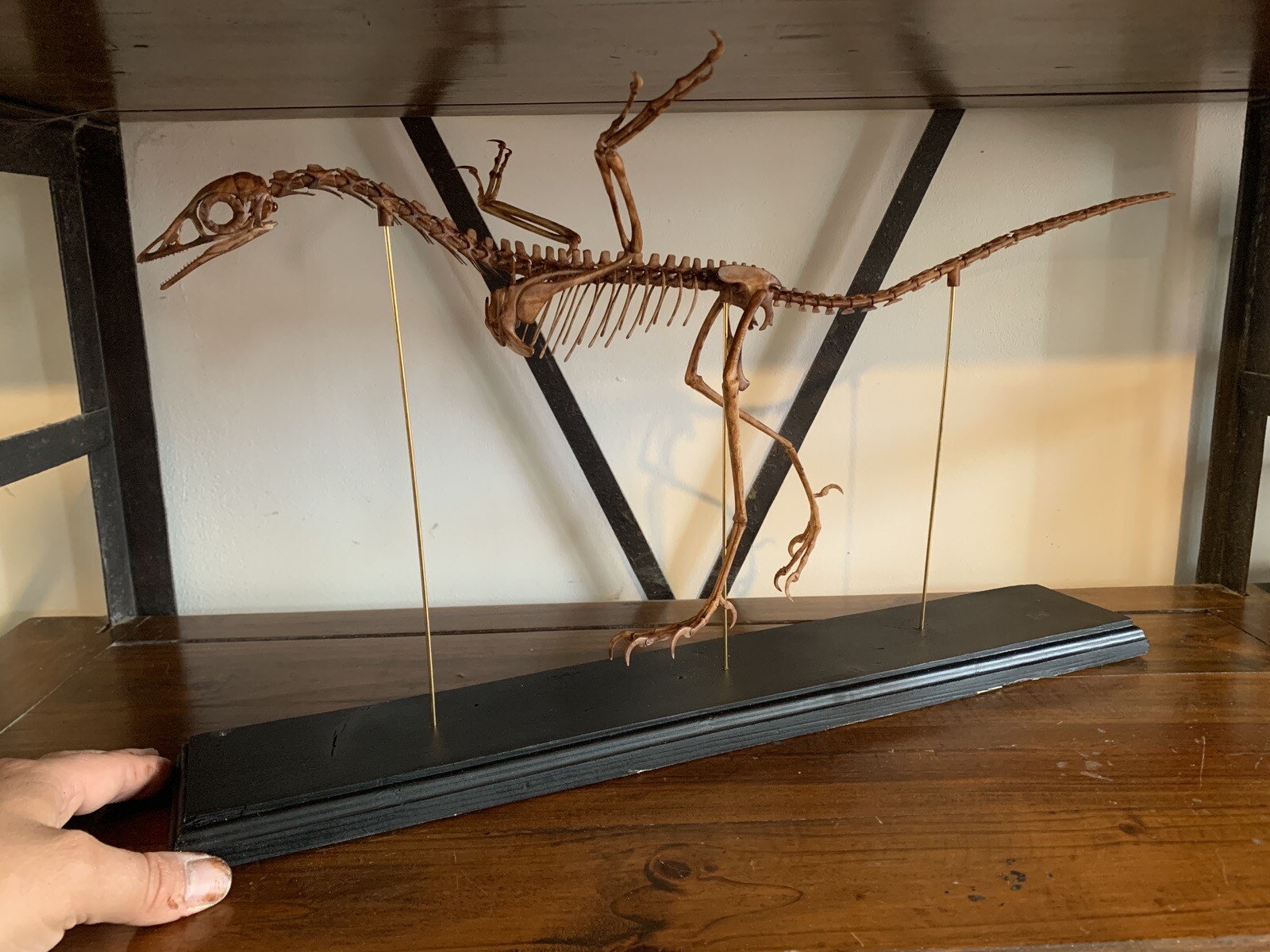Dinosaur / replica of Archaeopteryx skeleton 60 cm black wood base