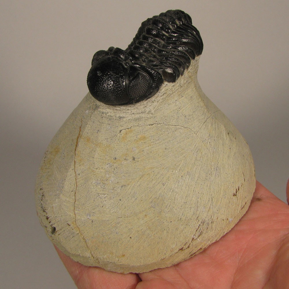 1.9" Phacops TRILOBITE Fossil on Matrix - Devonian Age - Morocco