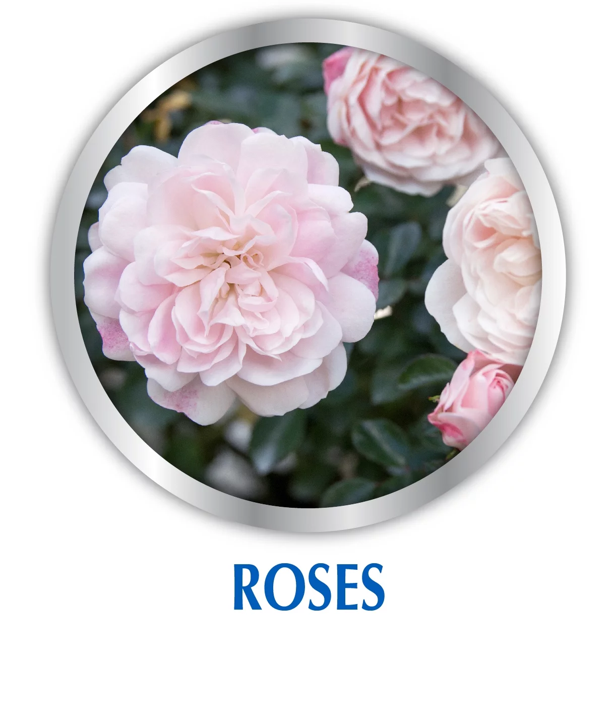 Fish Emulsion Plant Food, 5-1-1 Fertilizer