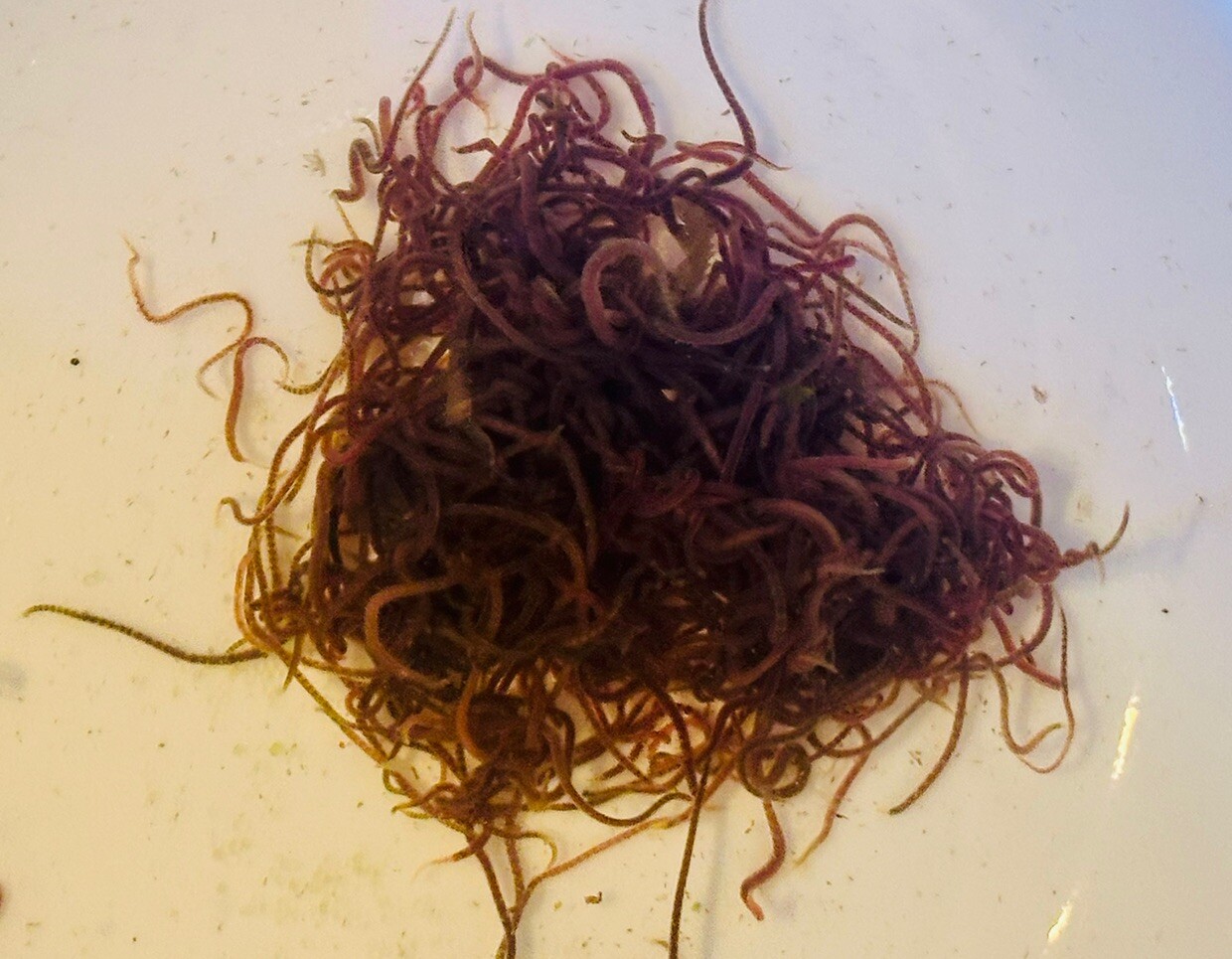 🪱💧 Live BLACKWORMS 25+ LIVE Food Blackworm - LIVE ARRIVAL GUARANTEE 💧🪱