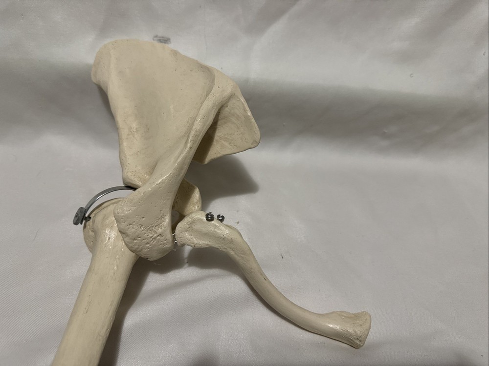 Upper limb bone scapula arm bone clavicle upper arm bone human skeleton model