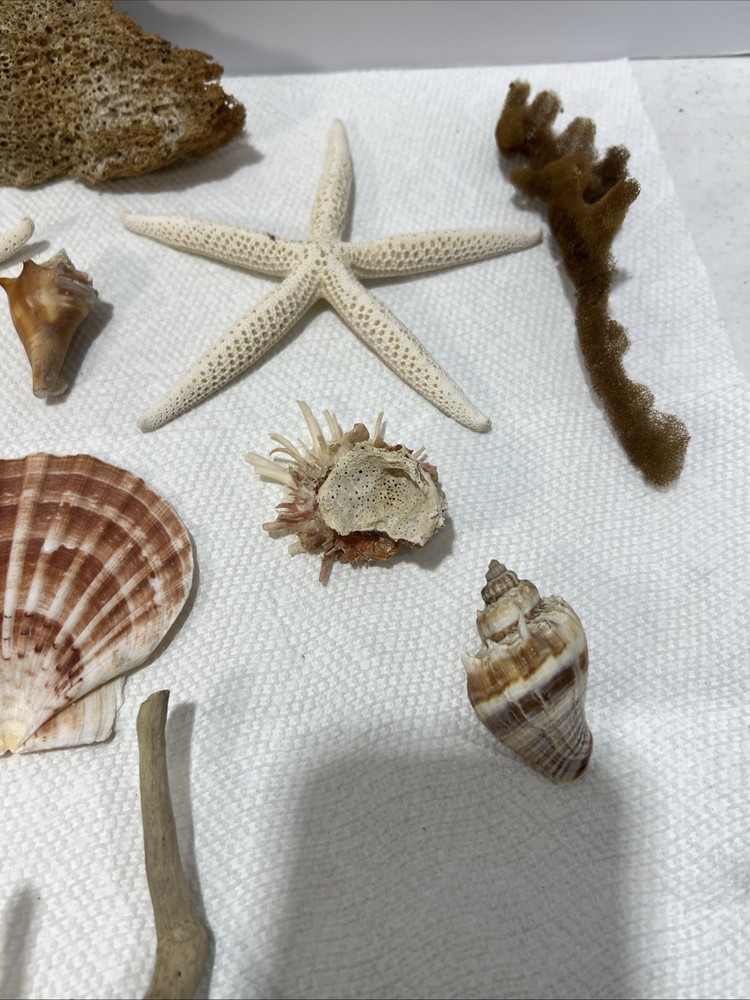 Sea Shore Items With Net. 15 Items. B5