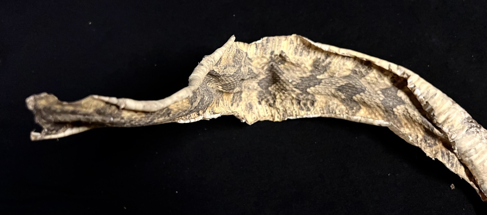 Rattle Snake Rattles & Dried Skin