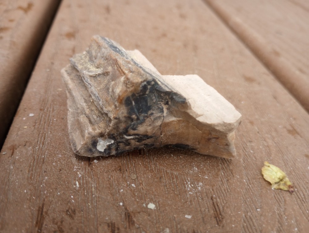 petrified wood
