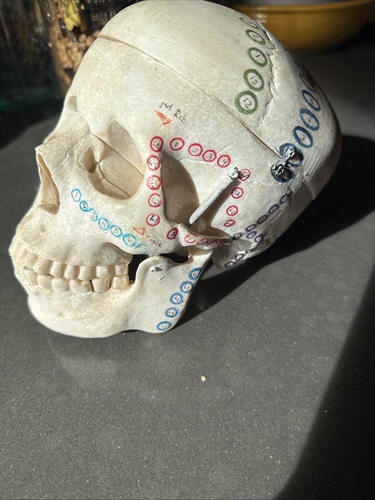 Replica Human Skull Anatomical Model with Removable Skull Cap