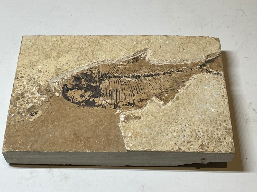 FOSSIL FISH SINGLE PLATE #3