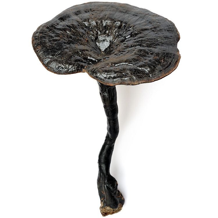 Ganoderma formosanum Liquid Culture