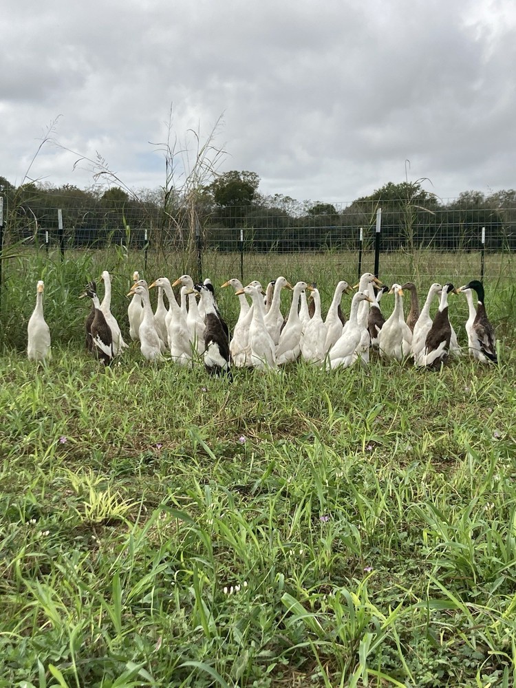 12 Indian Runner Duck Hatching Eggs (1 Doz)
