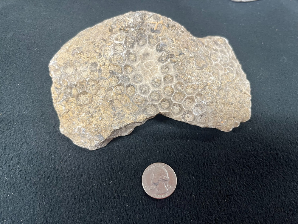 Petoskey Stone Display Specimen Michigan