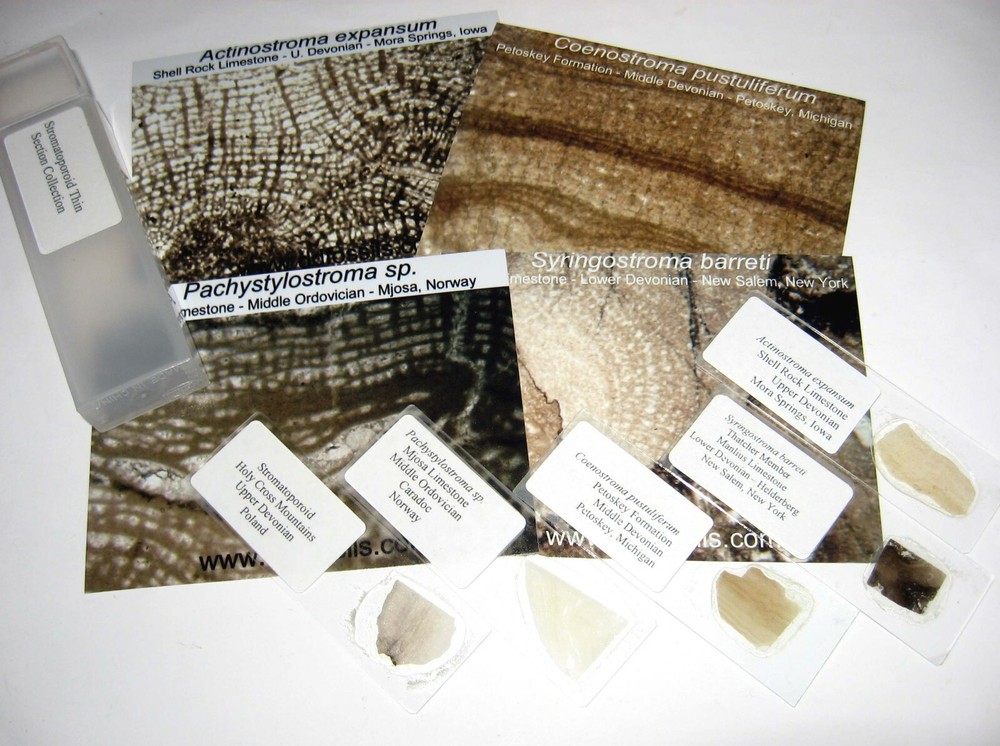 Ordovician Devonian stromatopora stromatoporoid microscope thin sections 5 types