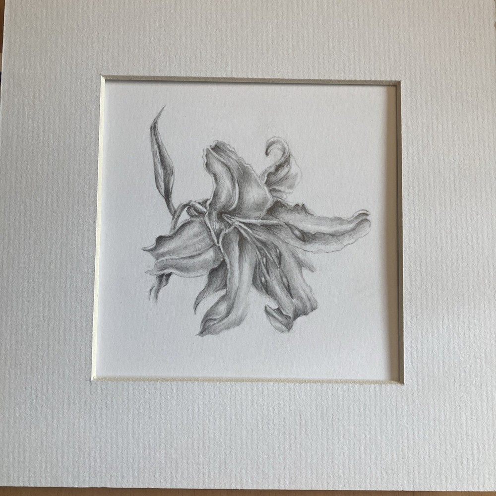 Original Artwork Botanical Flower Lily Graphite Pencil Drawing