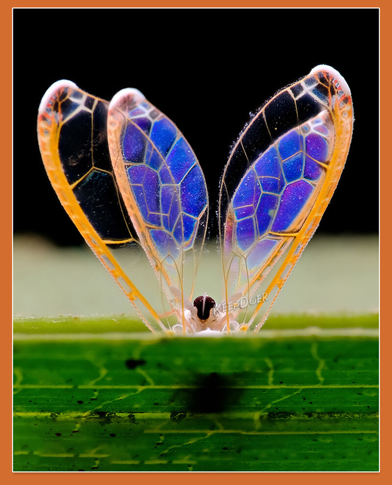 Macro Photography Reflector Cover Soft Box Diffuser For Flash Lamp Flashlight