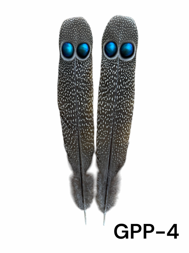 Grey Peacock Pheasant Feather Pair (GPP-4)