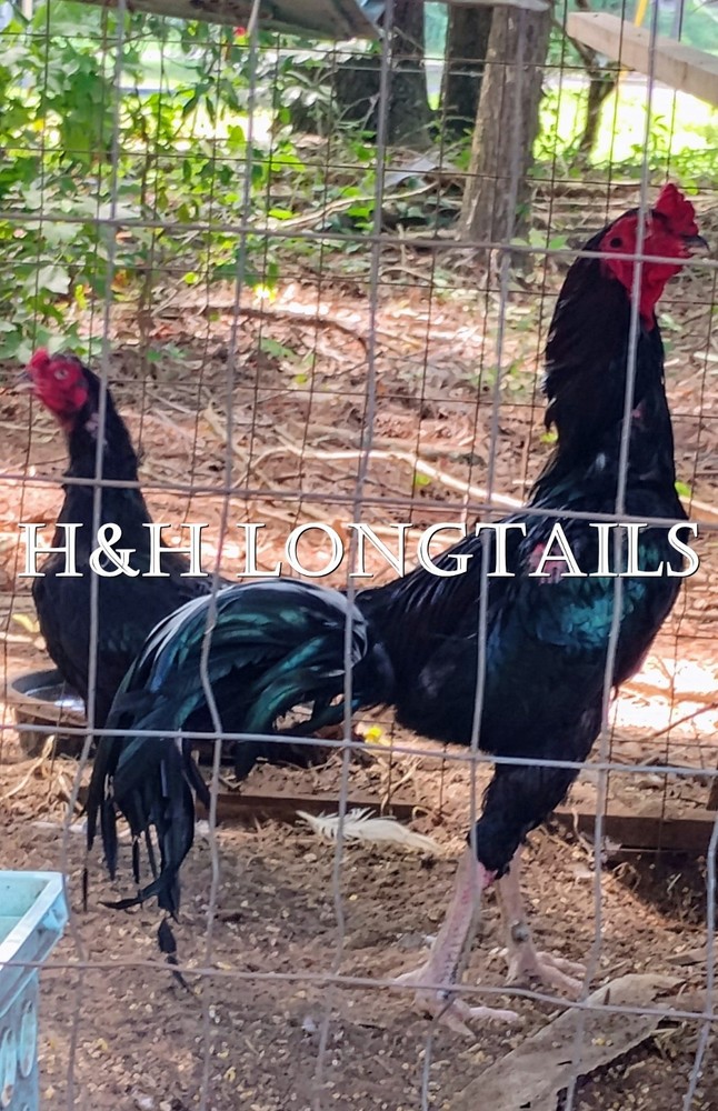 6 ASSORTED longtail Chicken hatching eggs L@@K!