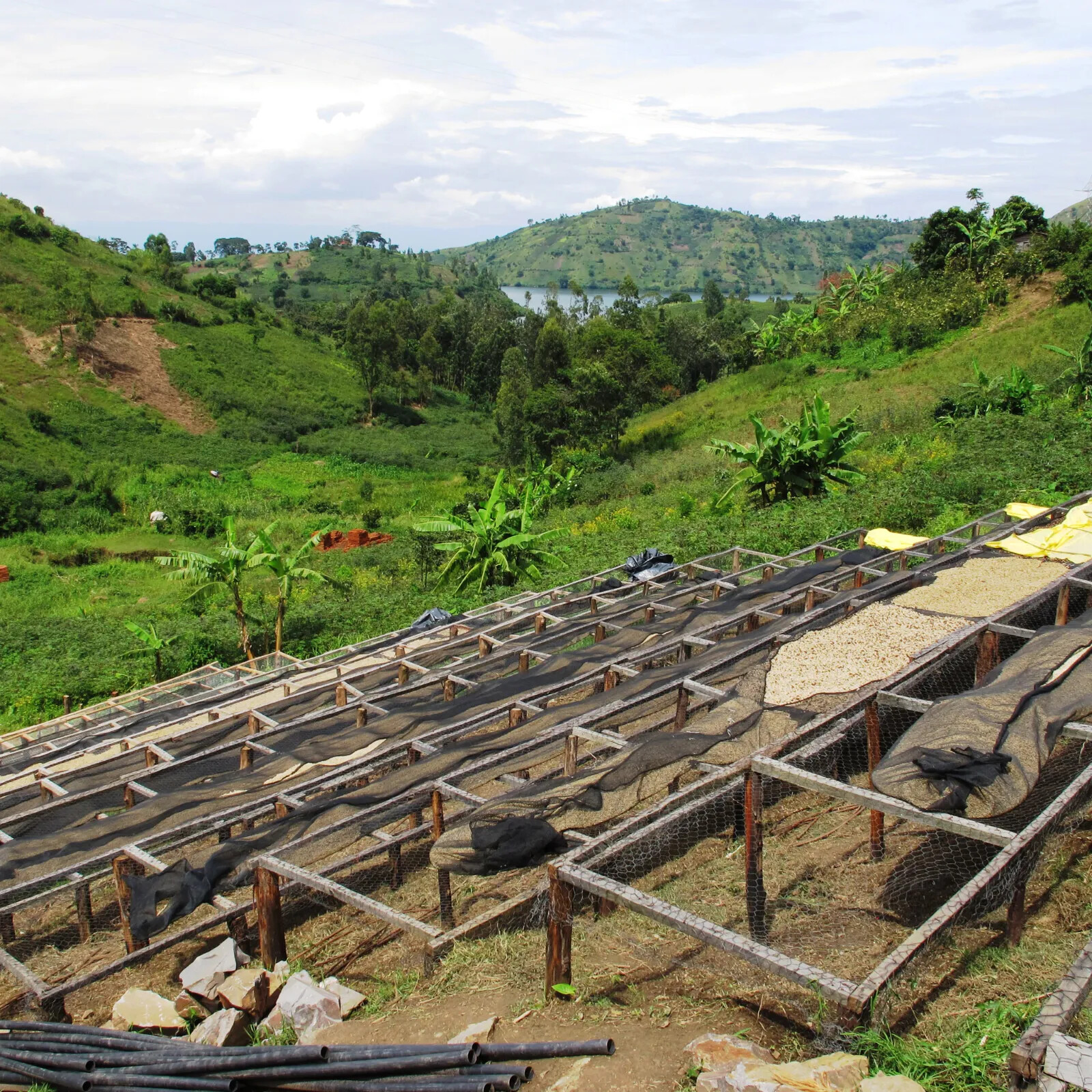 ETHIOPIAN YIRGACHEFFE COFFEE BEANS MEDIUM ROASTED 5 POUNDS