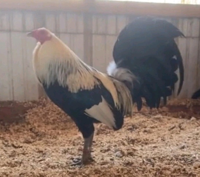 12 Chicken Hatching Eggs.