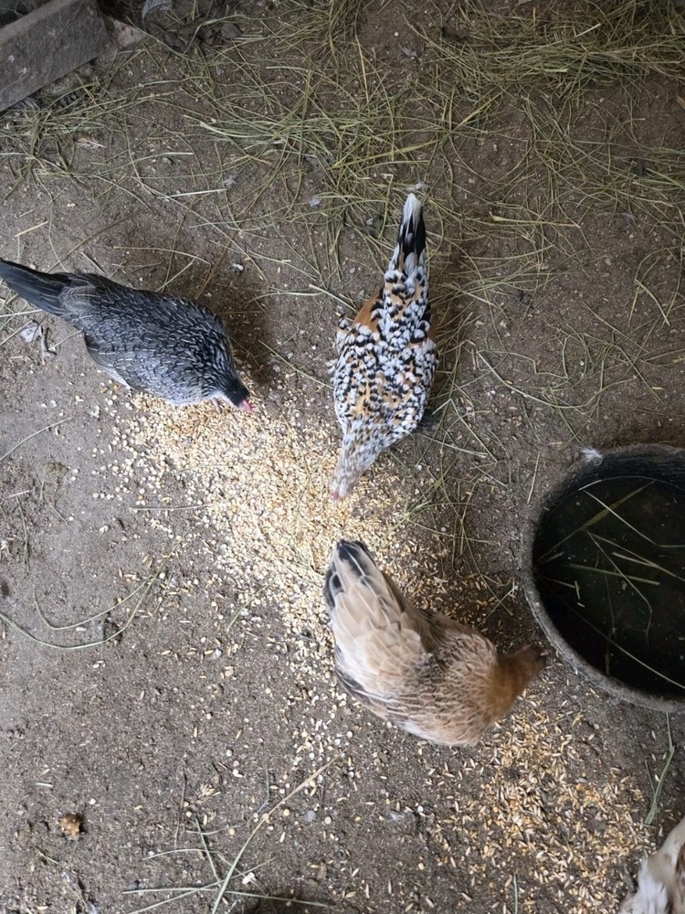 12 Plus Serma Hatching Eggs!