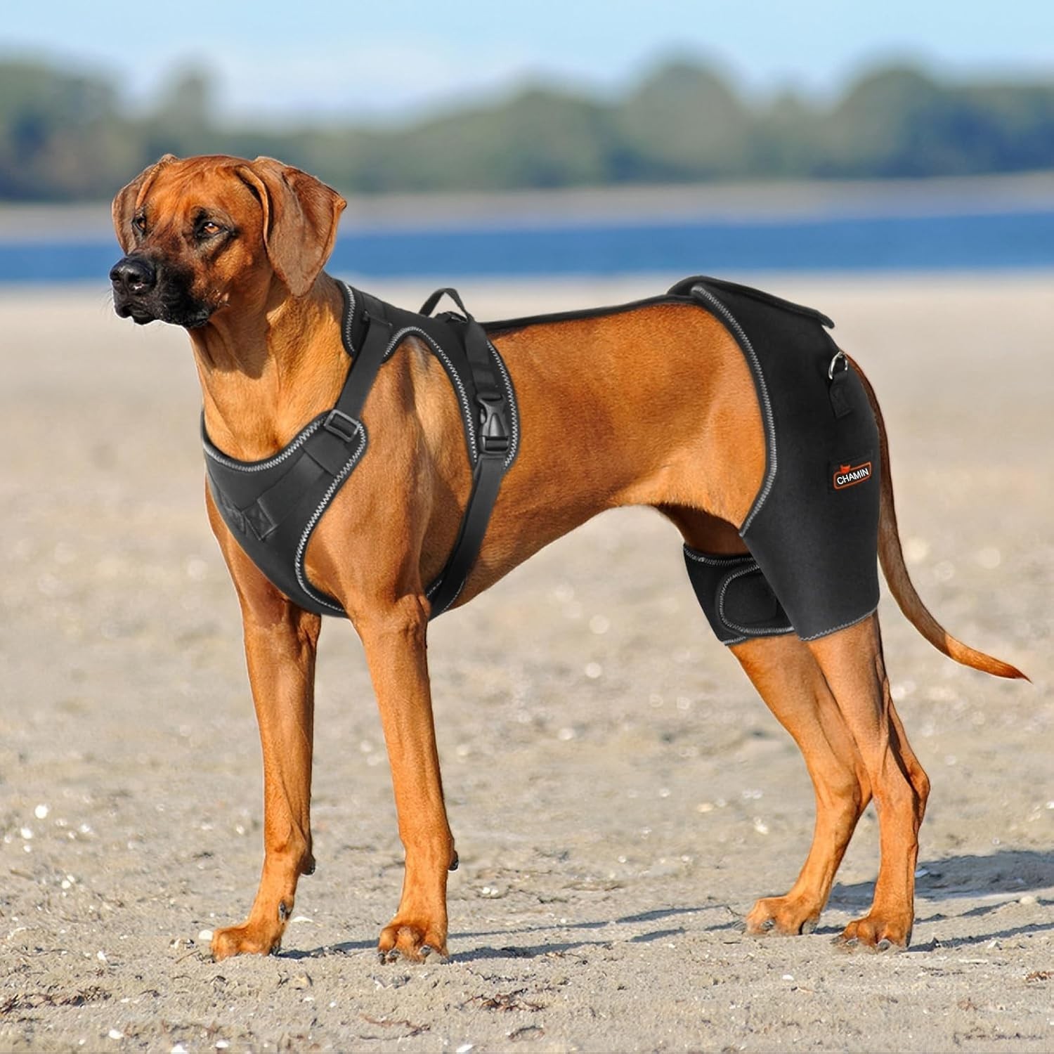 CHAMIN Dog Hip Brace With Back Handheld Design For Hip Dysplasia L - Open Box