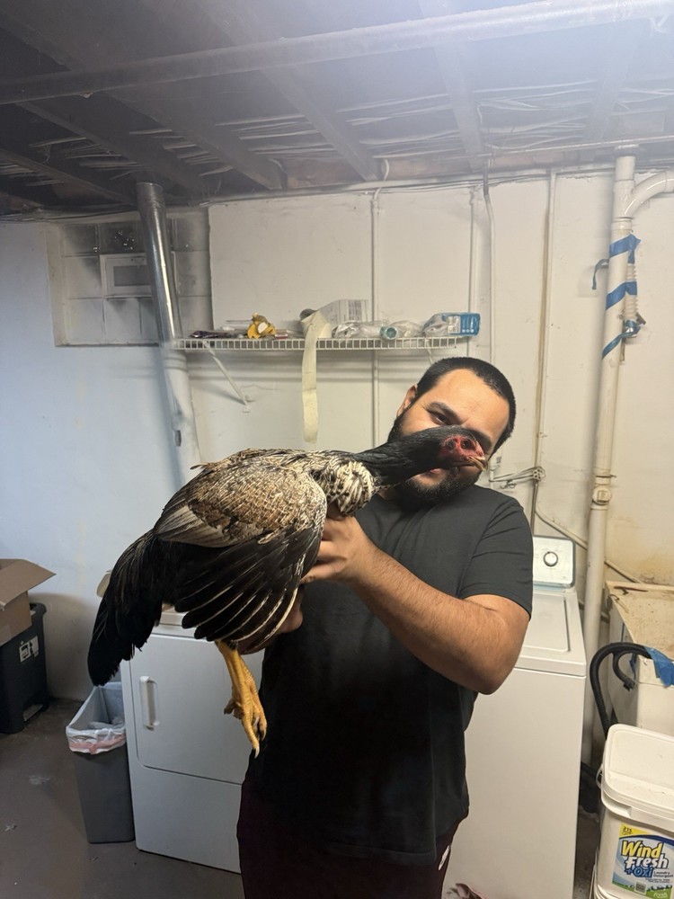 Half Dozen Indio Gigante Hatching Eggs