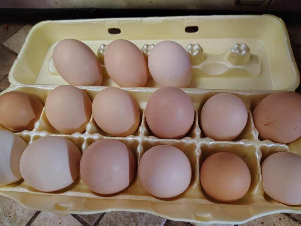 6 RARE large breed FRIZZLE chicken hatching eggs!