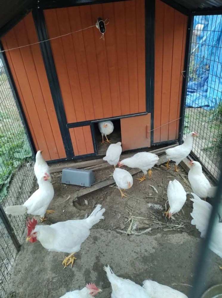10+ Purebred White Leghorn Chicken Hatching Eggs