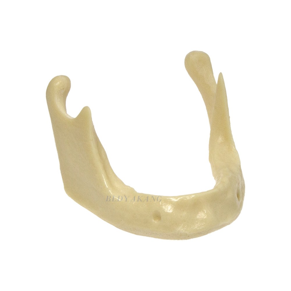 Dental Mandible Implant Jaw Bone Model For Practice Basic Drilling Insertion