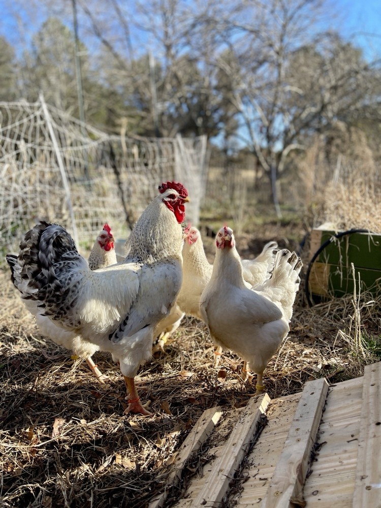 Delaware Chicken Hatching Eggs NPIP tested 12+ 2