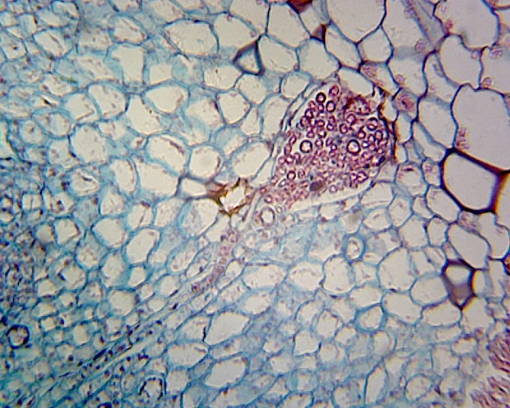 Marchantia Gemmae; Whole-mount