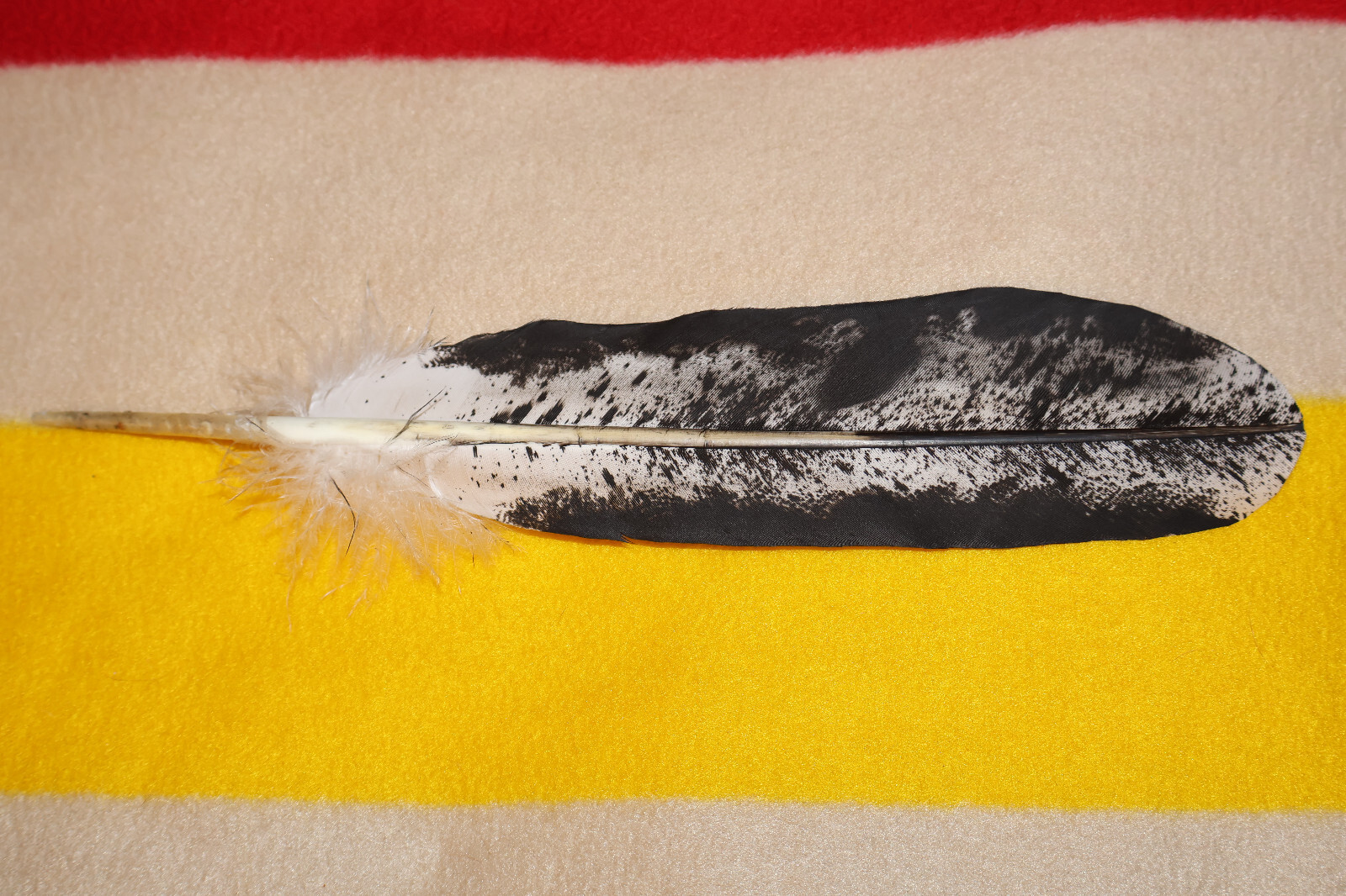 Native American-made Immature Bald Eagle Feathers Immature hand painted
