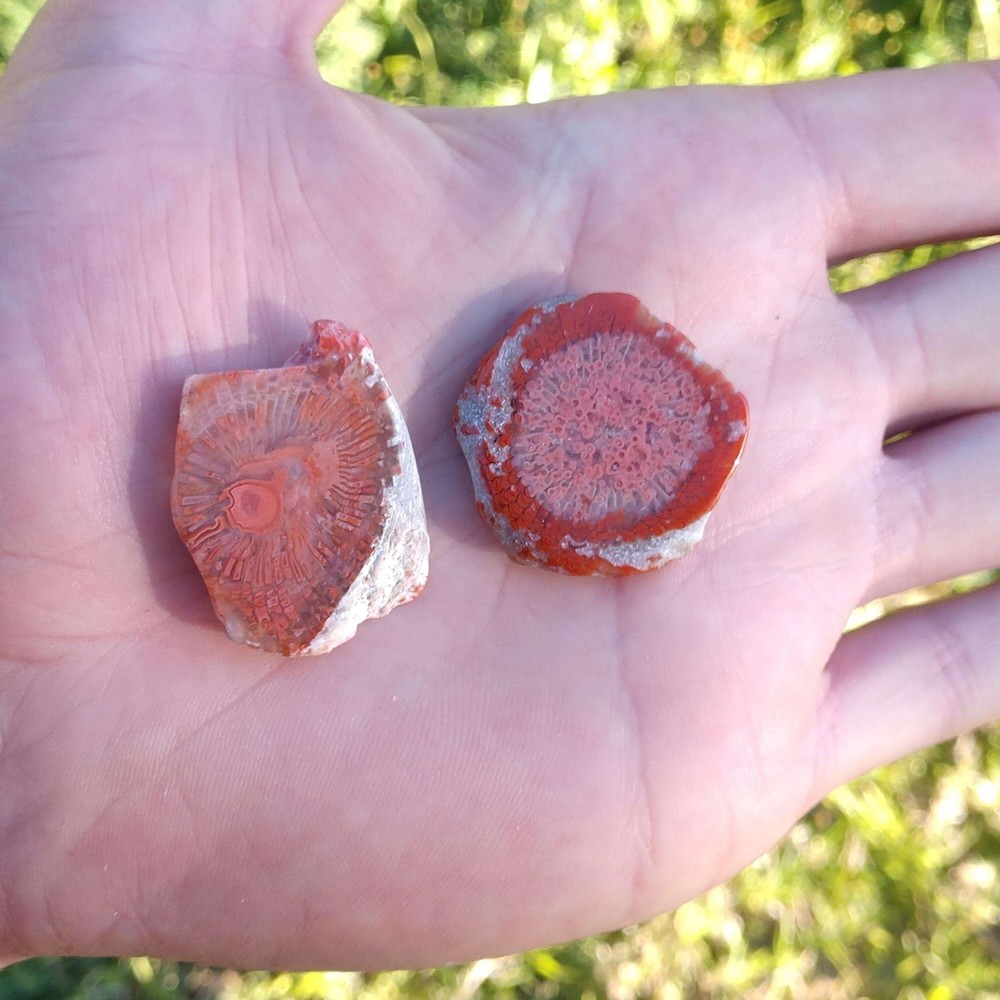 Fossilized Red Horn Coral Slices