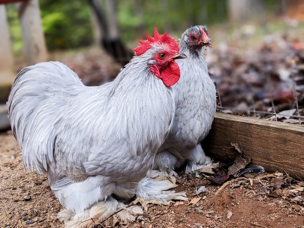 6+ Lavender (Self Blue) Bantam Cochin Hatching Eggs