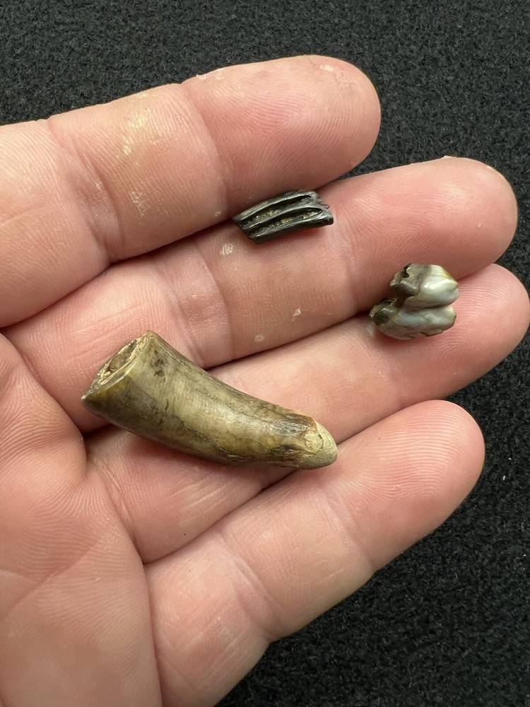 Fossil Mammal Teeth From Mississippi