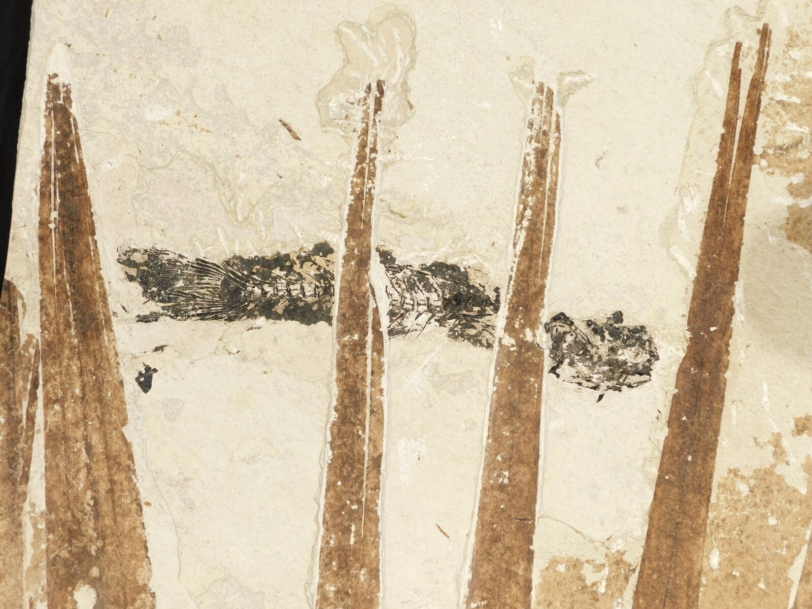 GIANT! PALM Frond Fossil With a BIG Rare Mioplosus FISH Fossil From Wyoming