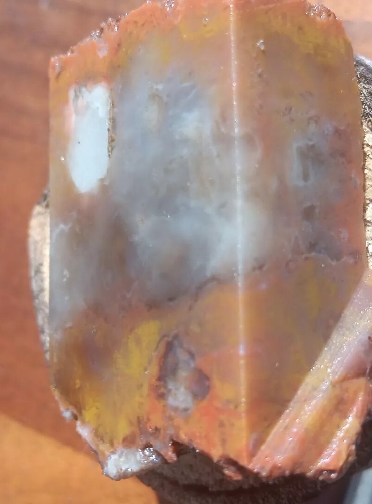 Volcanic Petrified Wood Limb Casting End Cut From Cube Utah See Cube