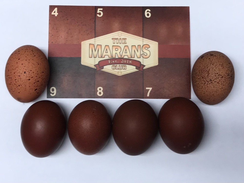 10++ Black Tail Red Marans Hatching Eggs - Cedar Hill Marans
