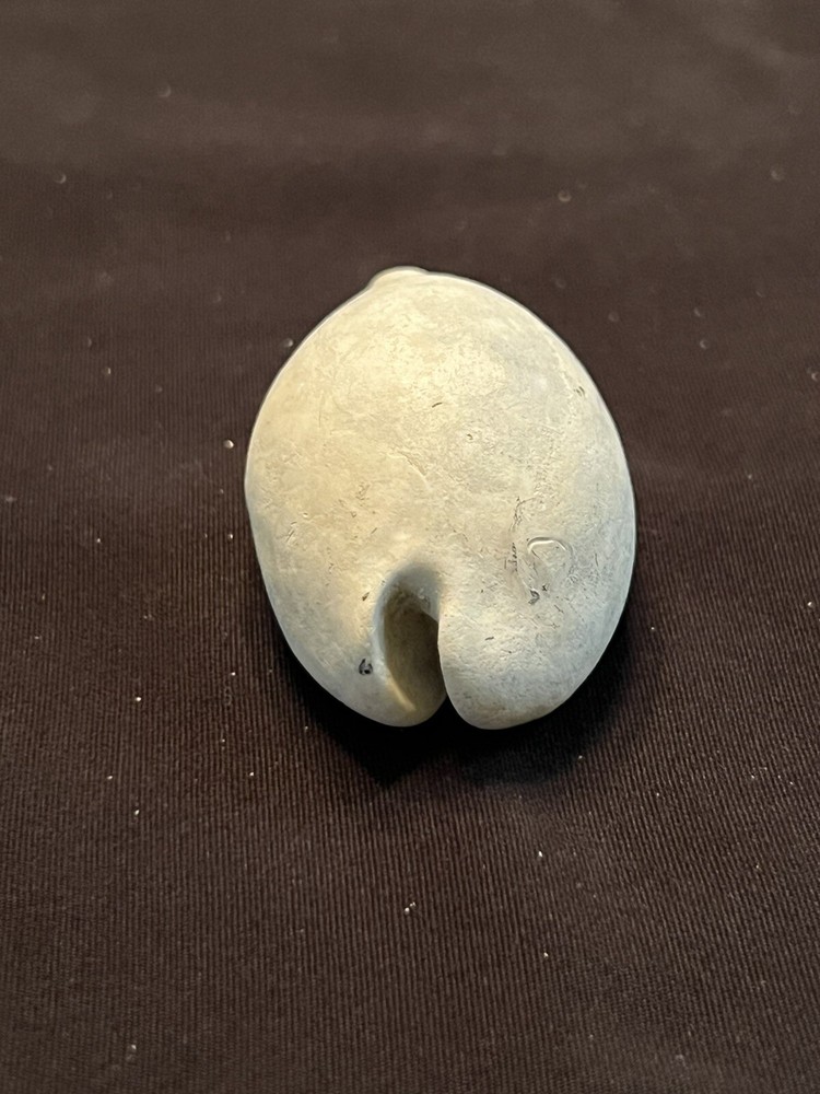EXTINCT Fossilized COWRIE Shell ( Pseudadusta Marilynae ) From Central Florida.