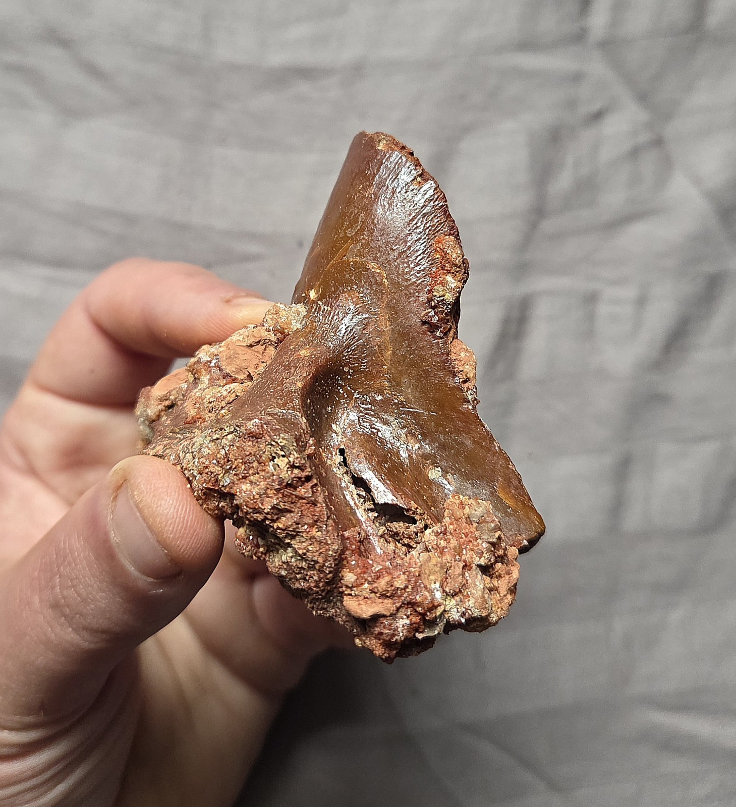 Rare Giant Coelacanth Mawsonia Fossil Fish Skull Bone Cretaceous Kem Kem Beds