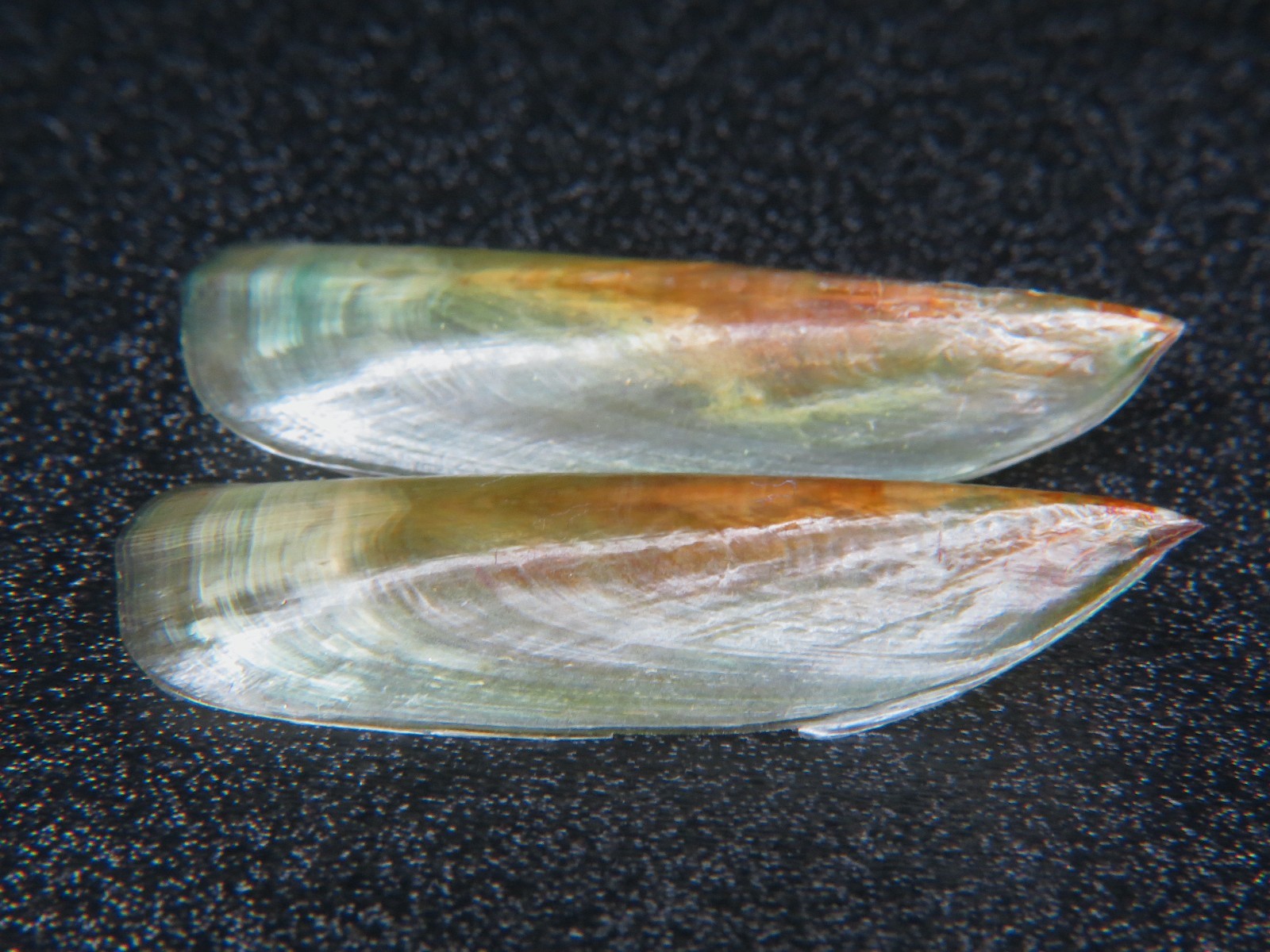 PHUKET BRACHIOPOD: ID IS (LINGULA ANATINA) @ 40.8MM! I'M THE ONLY SELLER! GIANT!