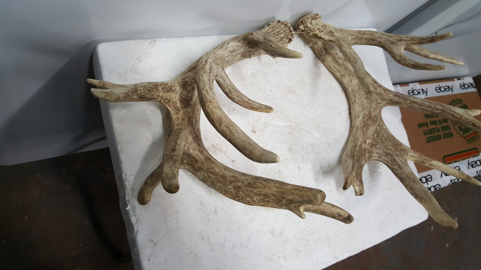 185-4" WHITETAIL DEER sheds Antlers mule mount taxidermy elk rack moose