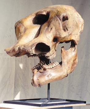 MASTODON SKULL REPLICA