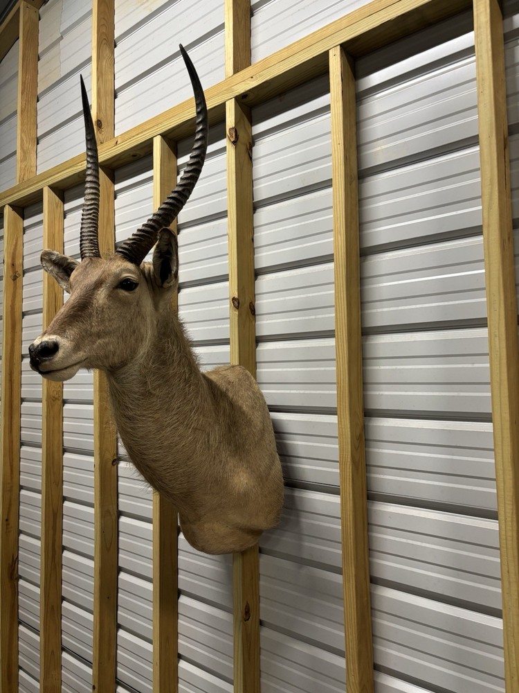 African Waterbuck Shoulder Mount