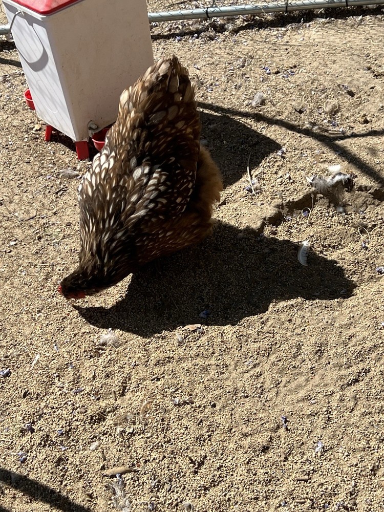 Chocolate Silver Laced Orpington Hatching Eggs-12 Pack