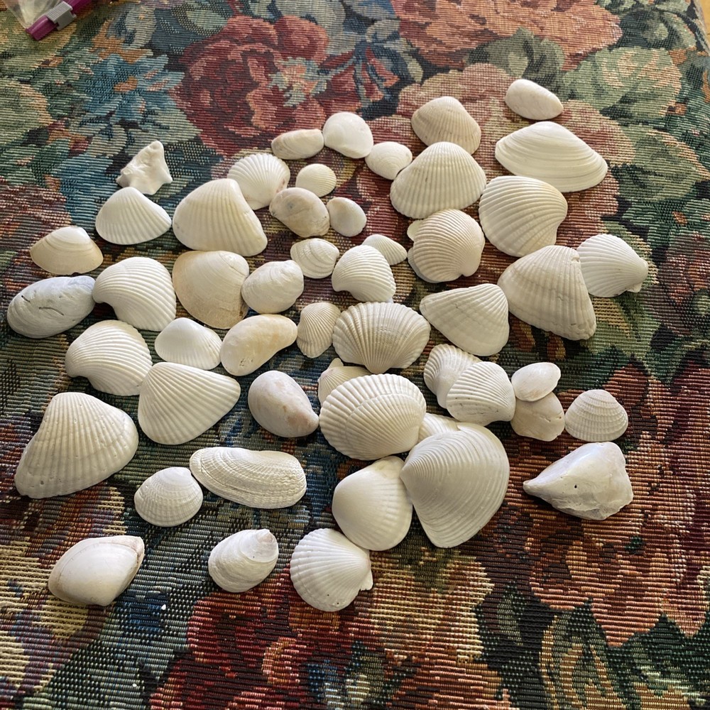 Assorted Quart Size Bag of Various Sea Shells-White