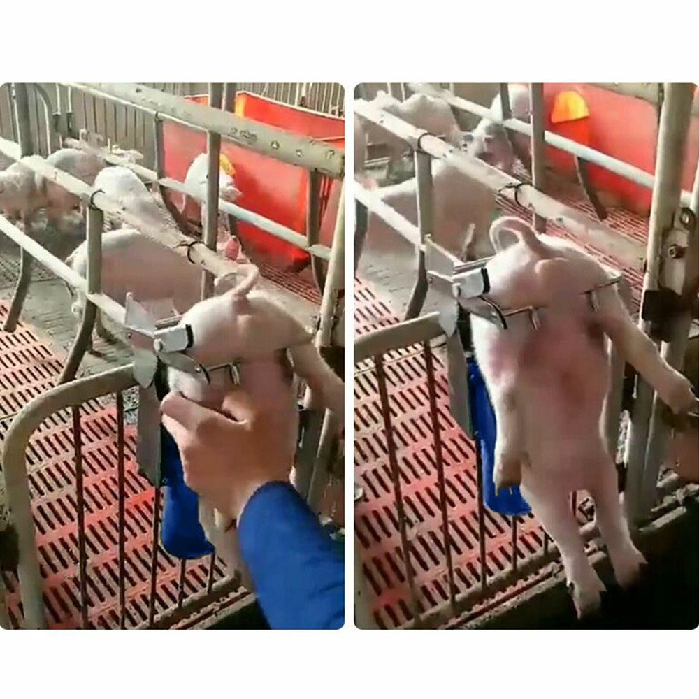Large Pig Castration Rack Tool - Efficient Stainless Steel Piglet Bracket