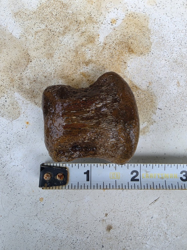 Partially Digested Mosasaur Vertebrae Bones Fossil TX Tylosaur