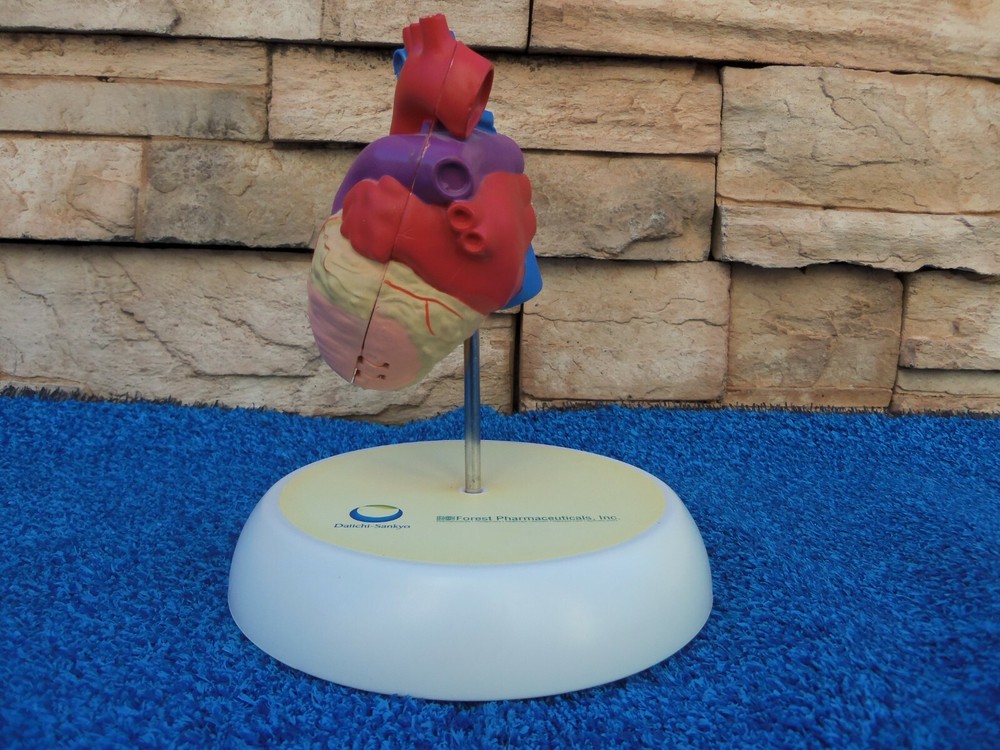 Human Heart Hinged Doctors Model