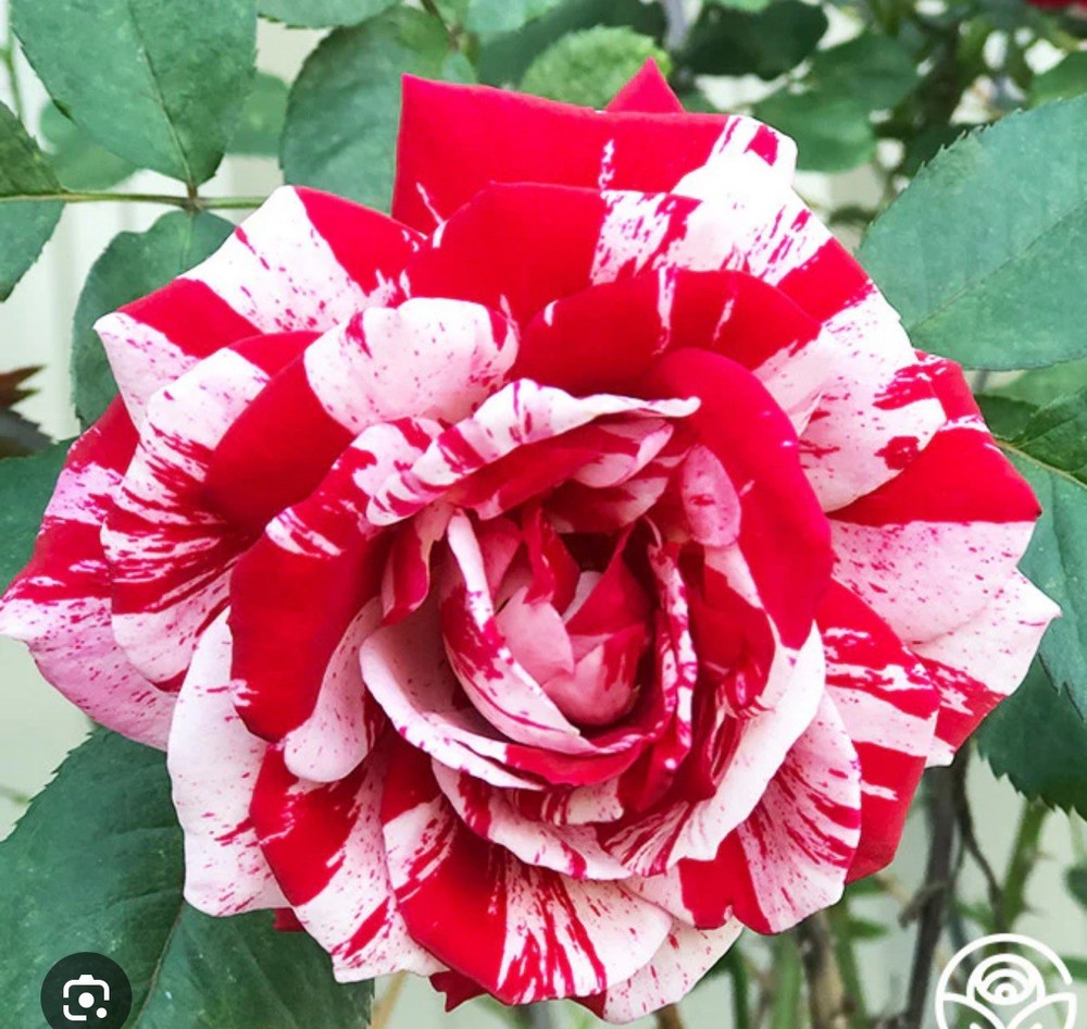 Scentimental Rose Bush!! Bare Root Live Starter Plant!!!