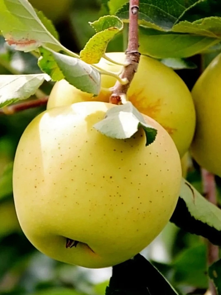 Yellow delicious Apple Grafted Fruit Tree Bare-root